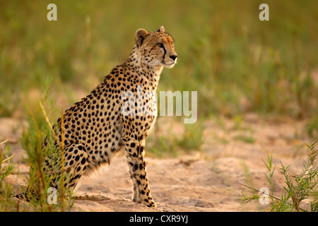 Un ghepardo si siede in un letto asciutto del fiume nel parco nazionale di Kruger mantenendo un occhio per potenziali alimenti Foto Stock