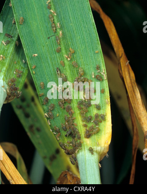 Bird-cherry afidi, Rhopalosiphum padi, infestazione su una foglia di frumento Foto Stock