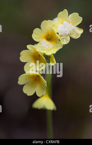 Oxlip (Primula elatior), con neve in Wutachschlucht gorge, Foresta Nera, Baden-Wuerttemberg, Germania, Europa Foto Stock