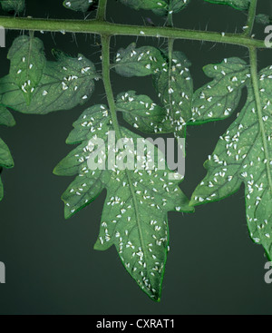 Glasshouse whitefly (Trialeurodes vaporariorum) infestazione su una foglia di pomodoro Foto Stock