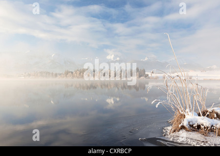 Nebbia mattutina al Lago Hopfensee in inverno, Allgaeu, Baviera, Germania, Europa PublicGround Foto Stock