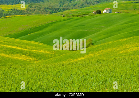 Viste della campagna toscana come si vede dalla strada sul retro per Volterra Foto Stock