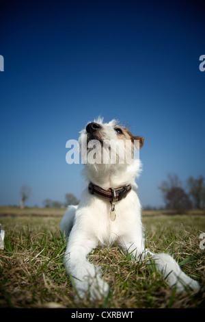 Parson Russell Terrier cucciolo, 7 mesi, sdraiato su un prato Foto Stock