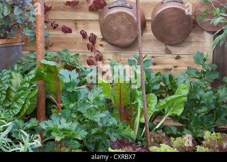 Piccolo spazio esterno cucina giardino con insalata e erbe colture lattuga prezzemolo sedano e rosso rubino coltivazione e pentole e padelle di rame UK Foto Stock