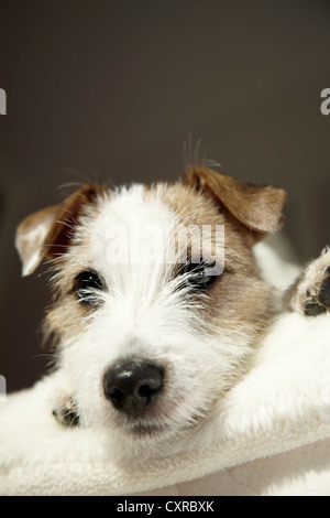 Parson Russell Terrier cucciolo, 6 mesi, sdraiato su un lettino Foto Stock