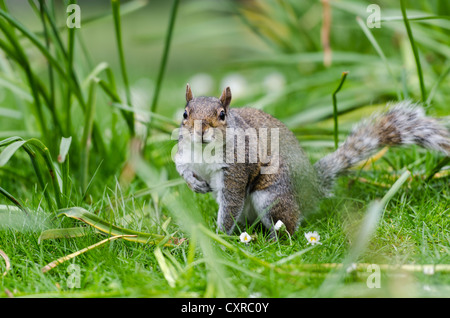 Grigio o grigio scoiattolo (Sciurus carolinensis), nell'erba, St James Park, Londra, l'Inghilterra del Sud, England, Regno Unito Foto Stock