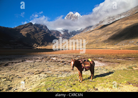 Cavallo (Equus) e Mt. Nevado Rondoy, Cordillera Huayhuash mountain range, Ande, Perù, Sud America Foto Stock