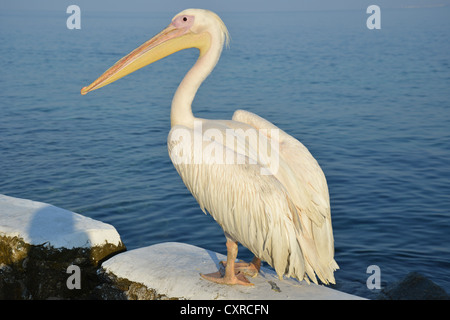 Petros II, Great White Pelican, Chora, Mykonos, Cicladi Sud Egeo Regione, Grecia Foto Stock