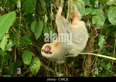Hoffmann per le due dita bradipo (Choloepus hoffmanni), appeso a testa in giù in un albero, La Fortuna, Costa Rica, America Centrale Foto Stock