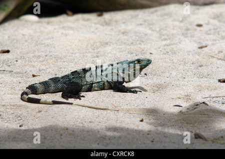 Grossa Iguana seduto sulla spiaggia, Cabo Blanco Riserva Naturale, Costa Rica Foto Stock