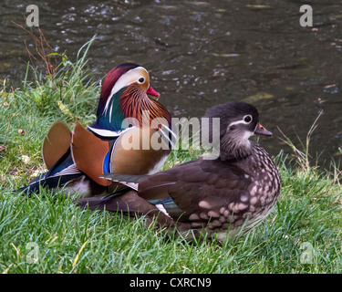 Colorato Anatra di mandarino e drake in piedi accanto a un fiume Foto Stock