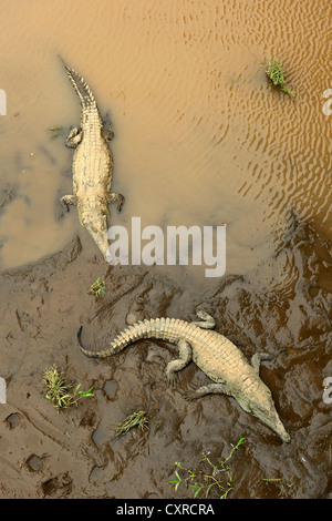 American coccodrilli (Crocodylus acutus) sul fiume Tarcoles, Costa Rica, America Centrale Foto Stock