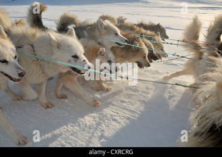 La Groenlandia slitte trainate da cani, lo sleddog viaggio al fiordo di Ilulissat, Groenlandia, Arctic America del Nord Foto Stock