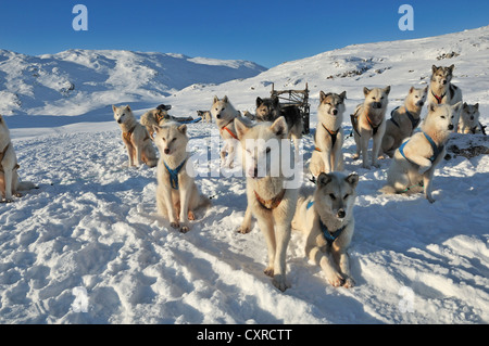 Dogsled viaggio al fiordo di Ilulissat, Groenlandia, Arctic America del Nord Foto Stock