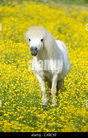 Pony Shetland in piedi in un prato con rigogliosi renoncules, Maschwanden, Svizzera, Europa Foto Stock