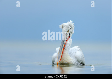 Pellicano dalmata (Pelecanus crispus), il lago di Kerkini, Grecia, Europa Foto Stock