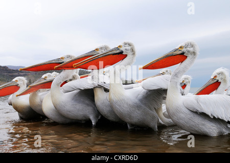 Dalmazia pellicani (Pelecanus crispus), in allevamento piumaggio, il lago di Kerkini, Grecia, Europa Foto Stock