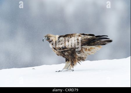 Aquila reale (Aquila chrysaetos), durante la nevicata, Sinite Kamani Natura Park, Bulgaria, Europa Foto Stock