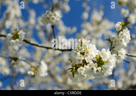 Fioritura il ramo di un albero di mele, regione Chiemgau, Alta Baviera, Baviera, Germania, Europa Foto Stock