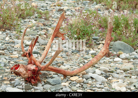 Bloody scull e palchi di Caribou Coffee Company, renne (Rangifer tarandus) bull, ucciso e mangiato dai lupi, riva del fiume del vento Foto Stock