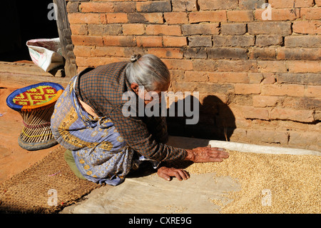 Vecchia donna separare il grano dal loglio Changu Narayan, Valle di Kathmandu, Nepal, Asia Foto Stock