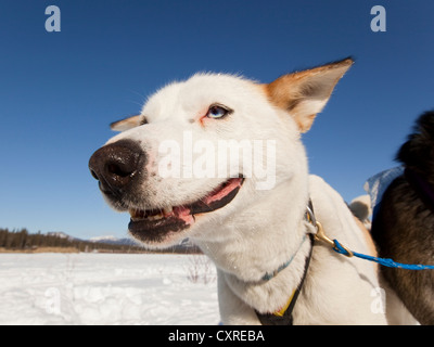 Ritratto di Sled Dog, cane piombo, Alaskan Husky, congelati Yukon River, Yukon Territory, Canada Foto Stock