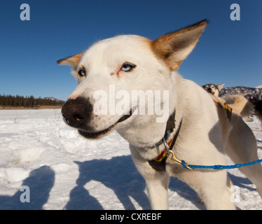 Ritratto di Sled Dog, cane piombo, Alaskan Husky, congelati Yukon River, Yukon Territory, Canada Foto Stock