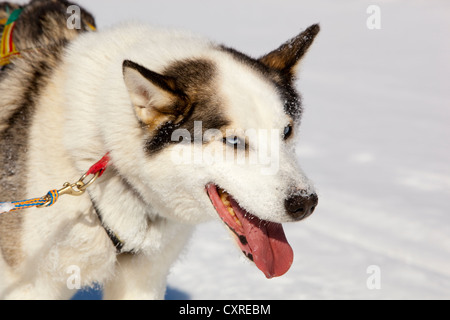 Sled Dog, cane piombo, Alaskan Husky, ansimando, congelati Yukon River, Yukon Territory, Canada Foto Stock