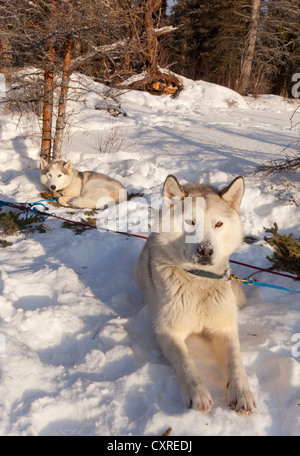 Slitte trainate da cani, Siberian Huskies, appoggiato in neve, Yukon Territory, Canada Foto Stock