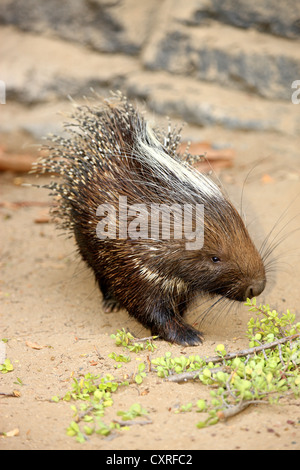 South African Porcupine (Hystrix africaeaustralis), foraggio, Sud Africa e Africa Foto Stock