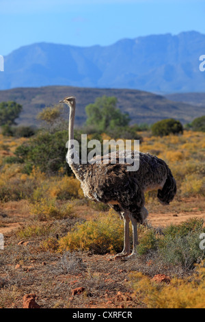 Struzzo Sudafricano (Struthio camelus australis), Adulto, femmina, Oudtshoorn, piccolo Karoo, Sud Africa e Africa Foto Stock