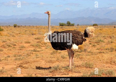 Struzzo Sudafricano (Struthio camelus australis), Adulto, maschio, Oudtshoorn, piccolo Karoo, Sud Africa e Africa Foto Stock