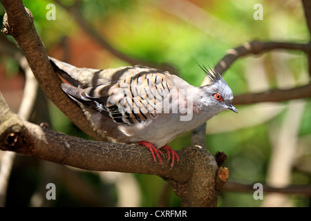 Crested Pigeon (Ocyphaps lophotes), Adulto, appollaiato su un belvedere in un albero, Australia Foto Stock