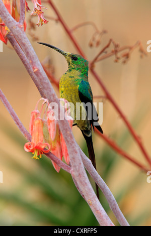 Malachite Sunbird (Nectarinia famosa), maschio, in cerca di cibo nei fiori, Oudtshoorn, piccolo Karoo, Sud Africa e Africa Foto Stock