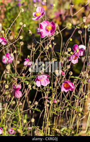 Rosa scuro in cinese o giapponese anemone, thimbleweed o windflower (anemone japonica pamina), Kassel, Hesse, Germania, Europa Foto Stock
