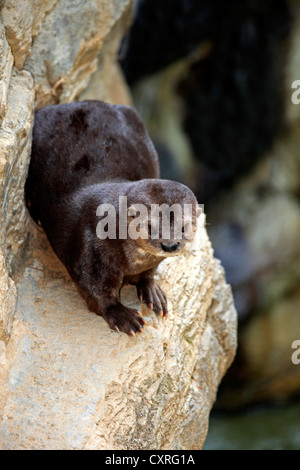 Avvistato a collo di lontra (Lutra maculicollis) su una roccia, Sud Africa e Africa Foto Stock