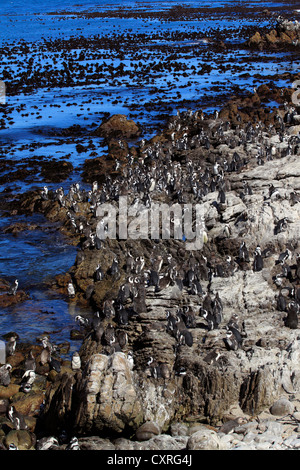 I pinguini Jackass (Spheniscus demersus), colonia su rocce di Betty's Bay, Western Cape, Sud Africa e Africa Foto Stock