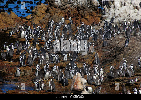 I pinguini Jackass, i Penguins africani o Black-Footed pinguini (Spheniscus demersus), Colonia appollaiato sulla roccia, Betty's Bay Foto Stock