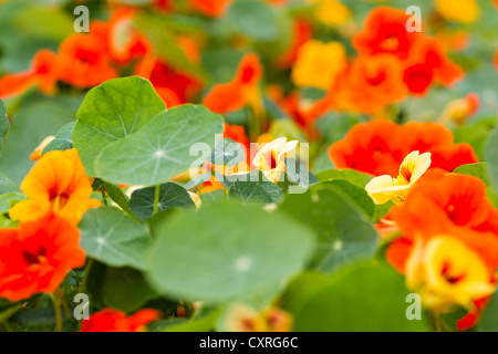 Nasturtium (Tropaeolum majus), Hesse, Germania, Europa Foto Stock