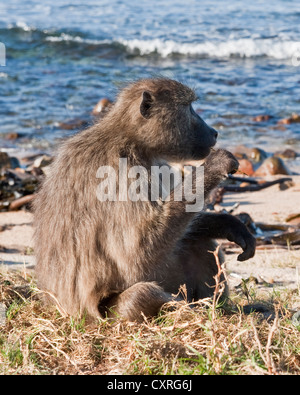 Cape babbuino, noto anche come babbuino Chacma Foto Stock