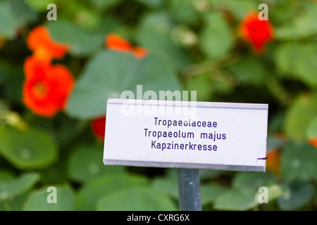 Nasturtium (Tropaeolum majus), Hesse, Germania, Europa Foto Stock