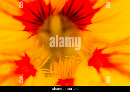 Nasturtium (Tropaeolum majus), Hesse, Germania, Europa Foto Stock
