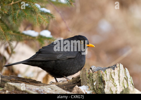 Merlo (turdus merula), maschio, bad sooden-allendorf, Hesse, Germania, Europa Foto Stock