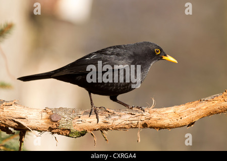 Merlo (turdus merula), maschio, bad sooden-allendorf, Hesse, Germania, Europa Foto Stock