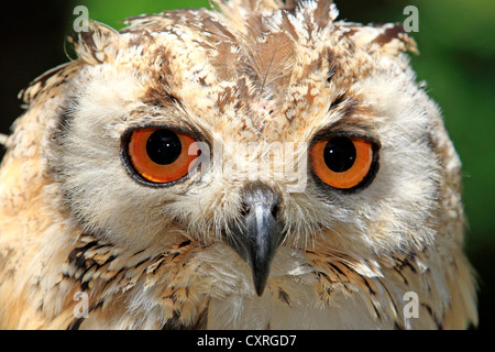 Indian Eagle-Owl, Rock Eagle-Owl o Eagle-Owl bengala (Bubo bengalensis), Adulto, Cape Town, Sud Africa e Africa Foto Stock