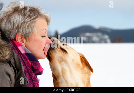 Donna faccia dopo aver lambito dal Golden Retriever, Turingia, Germania, Europa Foto Stock