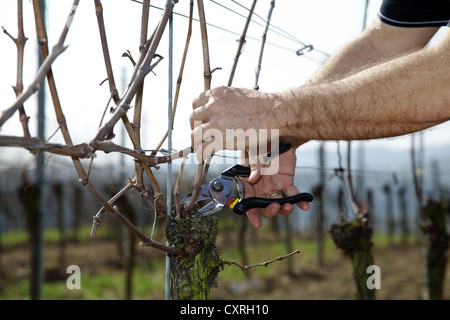 Prima potatura del Pinot Noir vigne in aprile, Kaiserstuhl regione vinicola, Foresta Nera, Baden-Wuerttemberg, Germania, Europa Foto Stock