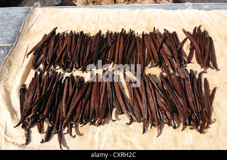 Essiccato di baccelli di vaniglia o di baccelli di vaniglia, spezie Vaniglia Orchidea (Vanilla planifolia), produzione di vaniglia, serra Moorea Foto Stock