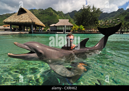 Uomo con un delfino, Moorea Dolphin Center, Hotel Intercontinental, a ovest delle Isole della Società, isole, Polinesia Francese Foto Stock