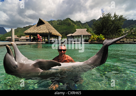 Uomo con un delfino, Moorea Dolphin Center, Hotel Intercontinental, a ovest delle Isole della Società, isole, Polinesia Francese Foto Stock